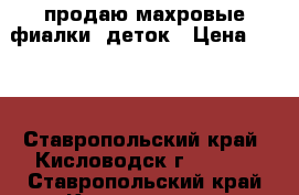 продаю махровые фиалки, деток › Цена ­ 150 - Ставропольский край, Кисловодск г.  »    . Ставропольский край,Кисловодск г.